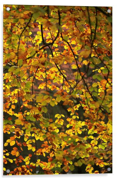 sunlit Beech leaves Acrylic by Simon Johnson