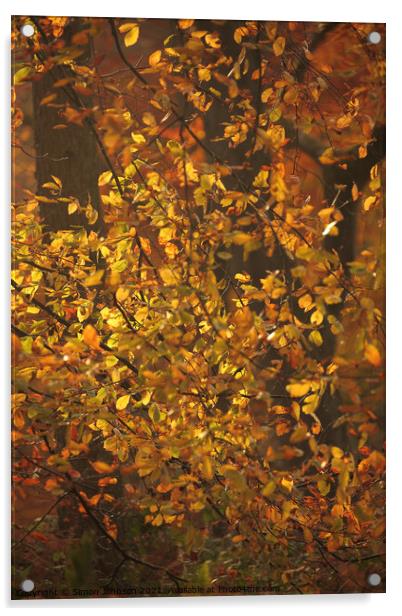 Dancing sunlit Beech leaves Acrylic by Simon Johnson