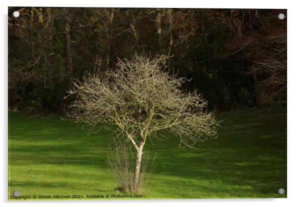 sunlit tree  Acrylic by Simon Johnson