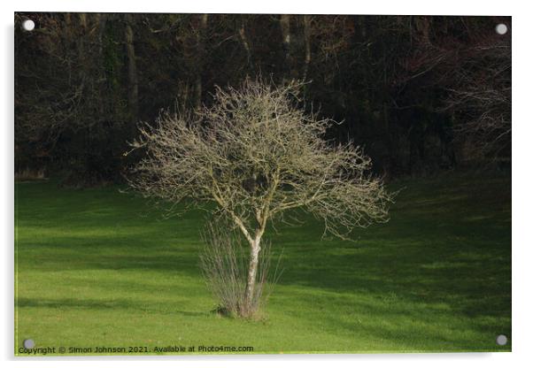 sunllit tree Acrylic by Simon Johnson