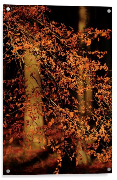 sunlit Beech Leaves Acrylic by Simon Johnson