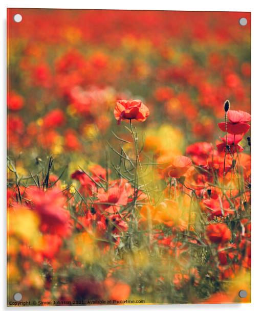  Summer Poppies Acrylic by Simon Johnson