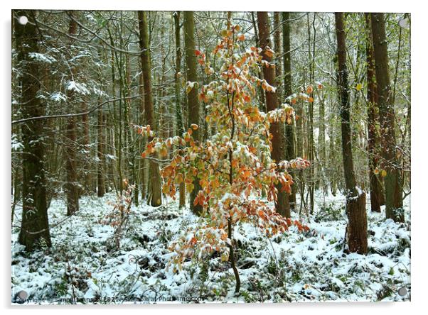 snow clad beech tree Acrylic by Simon Johnson