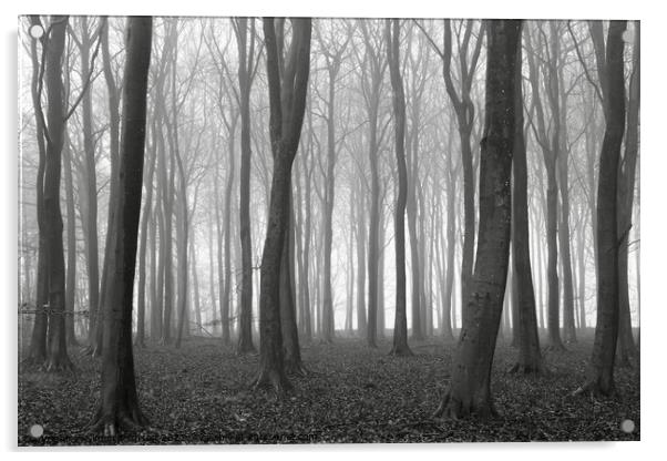Woodland Mist Acrylic by Simon Johnson