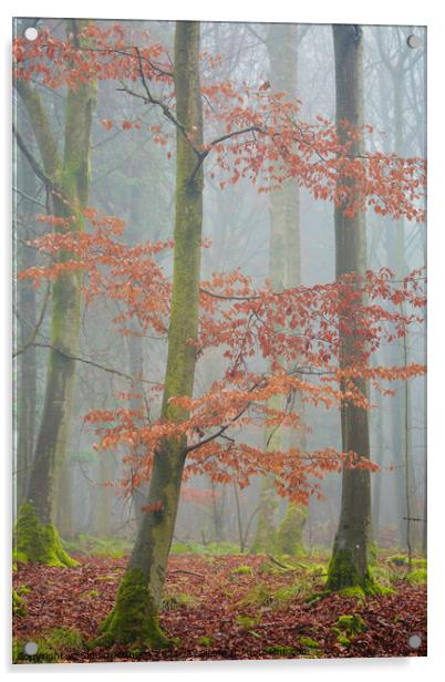 Misty Woodland  Acrylic by Simon Johnson