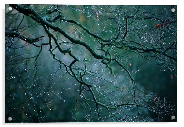 Morning dew drops Acrylic by Simon Johnson