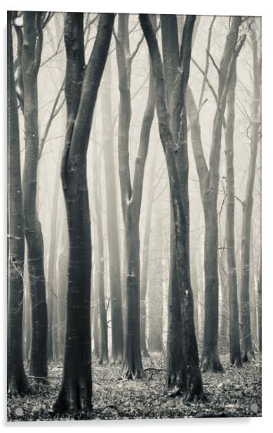 Beech woodland Acrylic by Simon Johnson