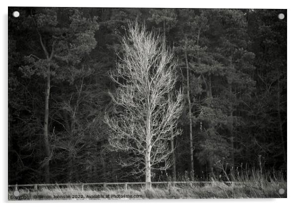 Sunlit Tree Acrylic by Simon Johnson