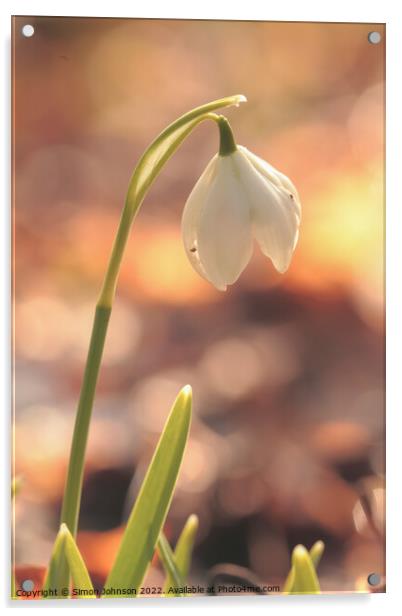 Snowdrop  Acrylic by Simon Johnson