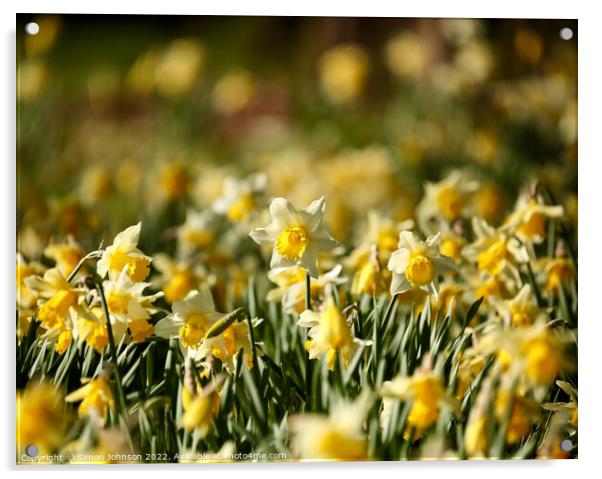 A host of golden daffodils Acrylic by Simon Johnson