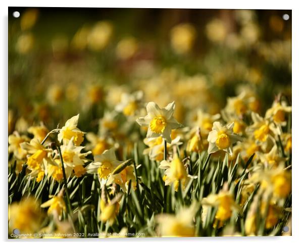 sunlit daffodils  Acrylic by Simon Johnson
