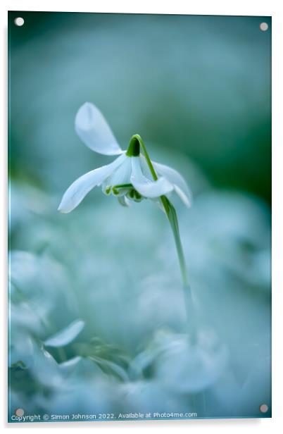 Snowdrop flower Acrylic by Simon Johnson