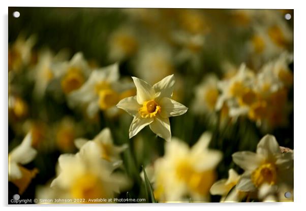 Daffodils  Acrylic by Simon Johnson
