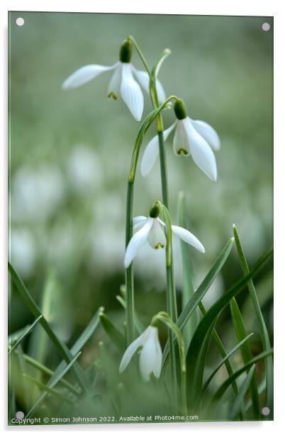 Snowdrop family Acrylic by Simon Johnson