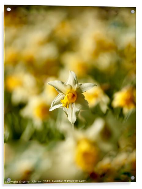 sunlit daffodil  Acrylic by Simon Johnson