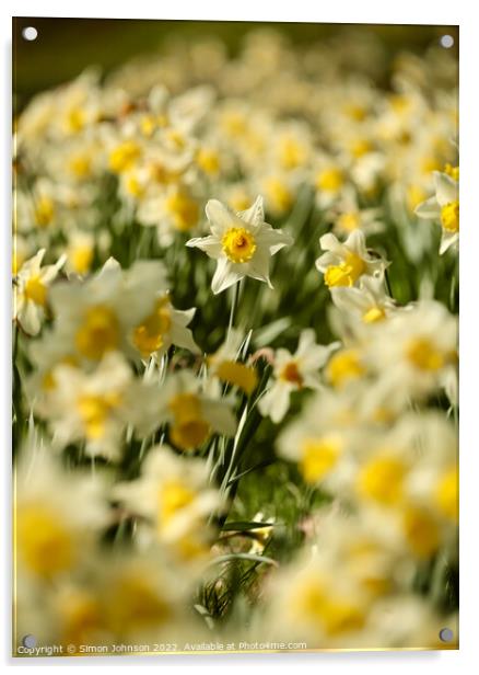 Daffodils   Acrylic by Simon Johnson