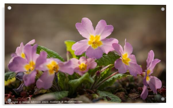 Primrose flowers Acrylic by Simon Johnson