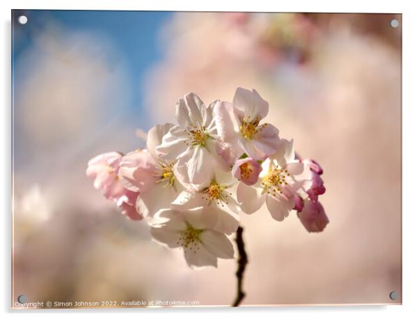 Sunlit  Spring blossom Acrylic by Simon Johnson