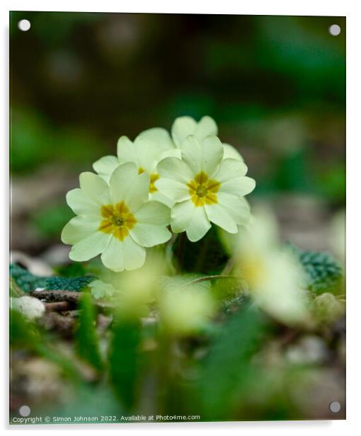 primrose  flowers Acrylic by Simon Johnson