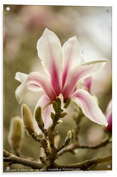 Magnolia Flower Acrylic by Simon Johnson