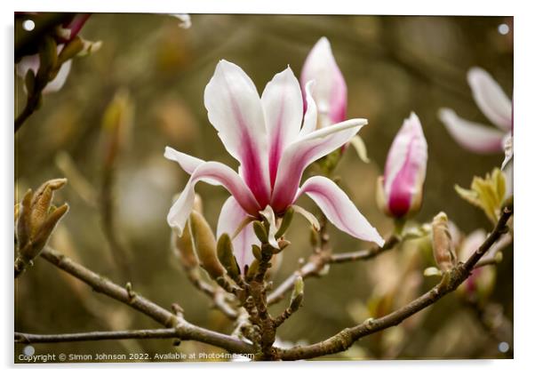 Magnolia flower Acrylic by Simon Johnson