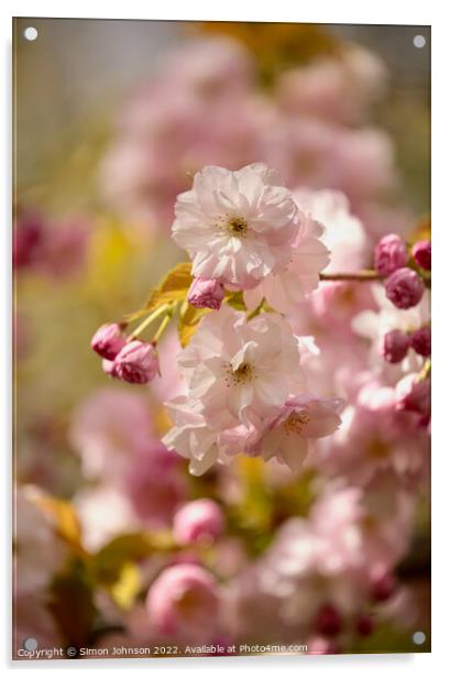 Sunlit Spring blossom Acrylic by Simon Johnson