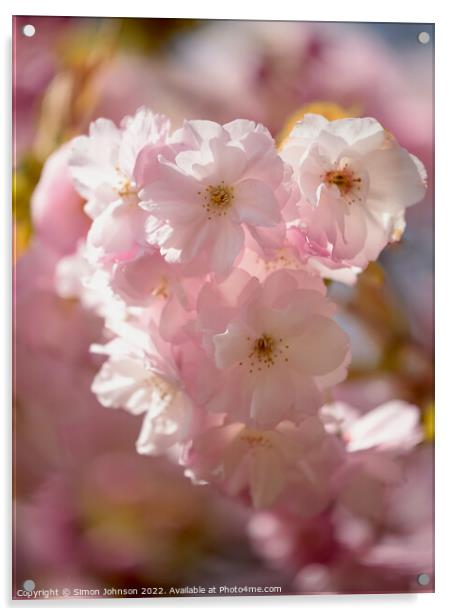 Cherry Blossom Acrylic by Simon Johnson