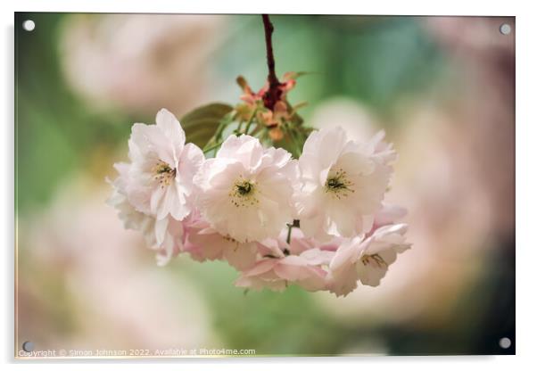 white blossom Acrylic by Simon Johnson