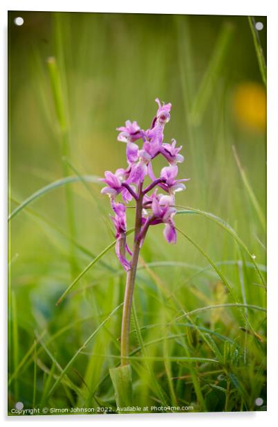 Wild Orchid Acrylic by Simon Johnson