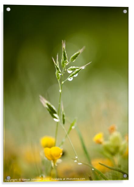 grass with morning dew Acrylic by Simon Johnson