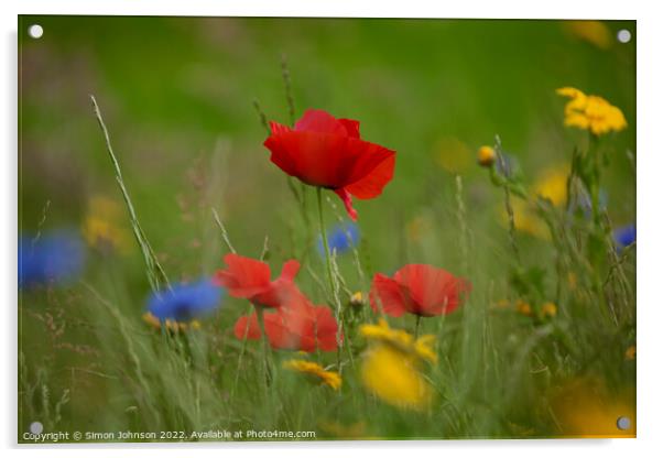 Poppy  flower Acrylic by Simon Johnson