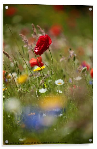wind blown poppy flower Acrylic by Simon Johnson