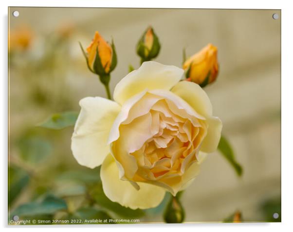 Yellow rose Acrylic by Simon Johnson