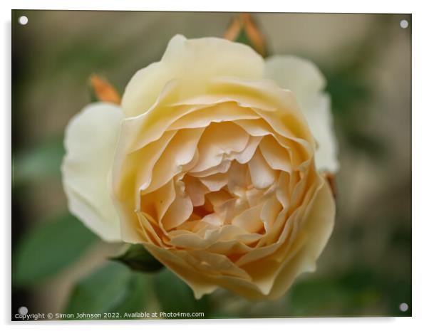 Rose Flower Acrylic by Simon Johnson
