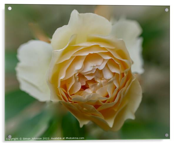  Yellow Rose  Acrylic by Simon Johnson