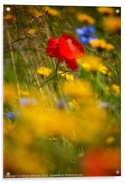 Sunlit Poppy flower Acrylic by Simon Johnson