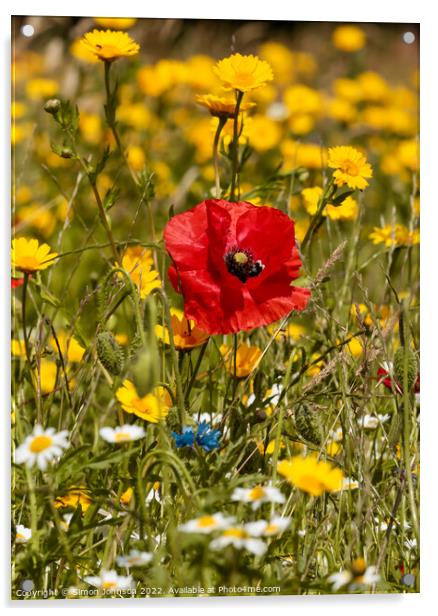 Poppy in Daisys Acrylic by Simon Johnson