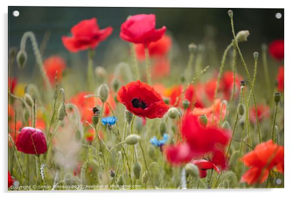 Poppyflower Acrylic by Simon Johnson