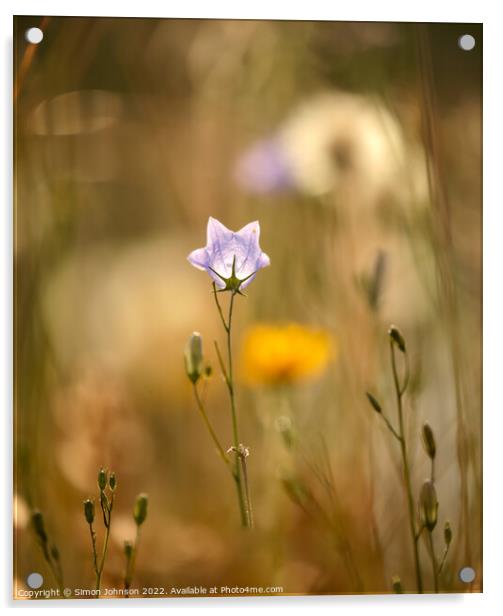 meadow flower Acrylic by Simon Johnson