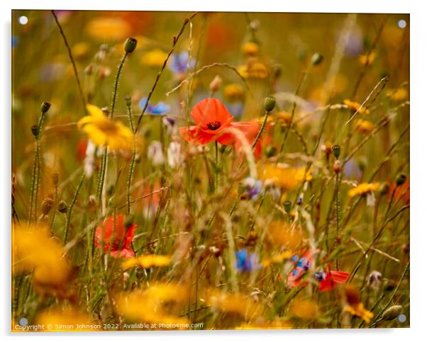 poppy amongst the meadow flowers Acrylic by Simon Johnson