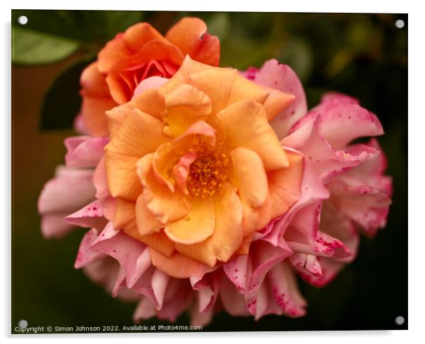 Patio rose flower Acrylic by Simon Johnson