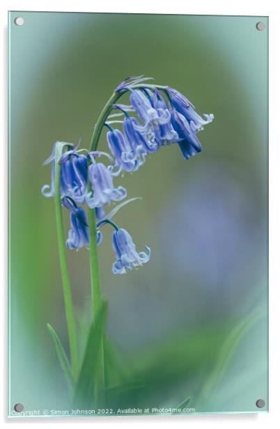 isolated Bluebell Flower Acrylic by Simon Johnson
