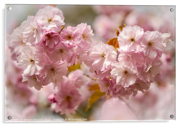 spring Cherry blossom Acrylic by Simon Johnson