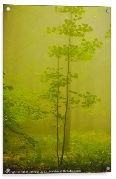  Mist Woodland Acrylic by Simon Johnson