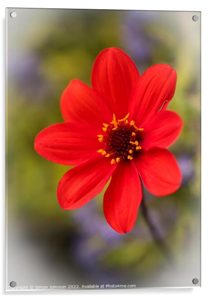Dahlia  flower Acrylic by Simon Johnson
