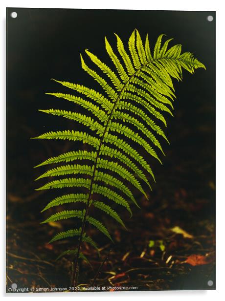 Luminous fern leaf Acrylic by Simon Johnson