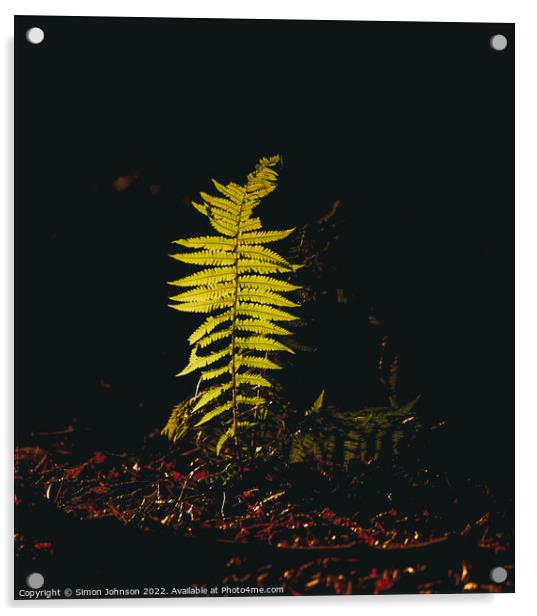sunlit fern Acrylic by Simon Johnson