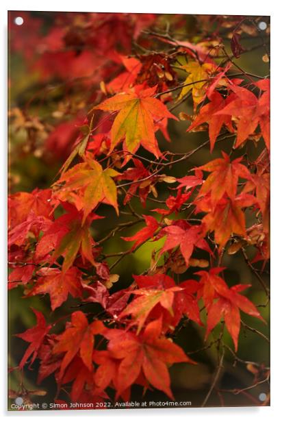 Autumnal  Acer leaves Acrylic by Simon Johnson