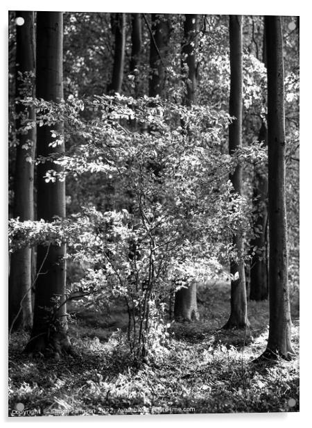 sunlit tree in Monochrome Acrylic by Simon Johnson
