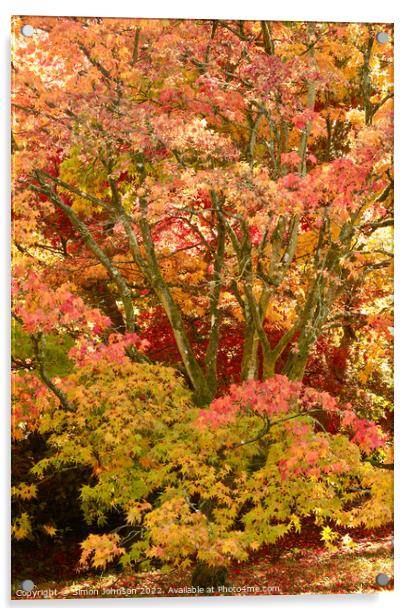 Autumn Acer Tree Acrylic by Simon Johnson